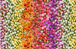 TULIP FIELD